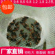 新品 加厚塑料平网养蜂0.2孔脚垫养黄粉虫阳台防护隔离胶网家用