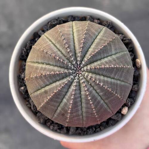 布纹球仙人球无刺开花多肉植物创意桌面小盆栽防辐射新款