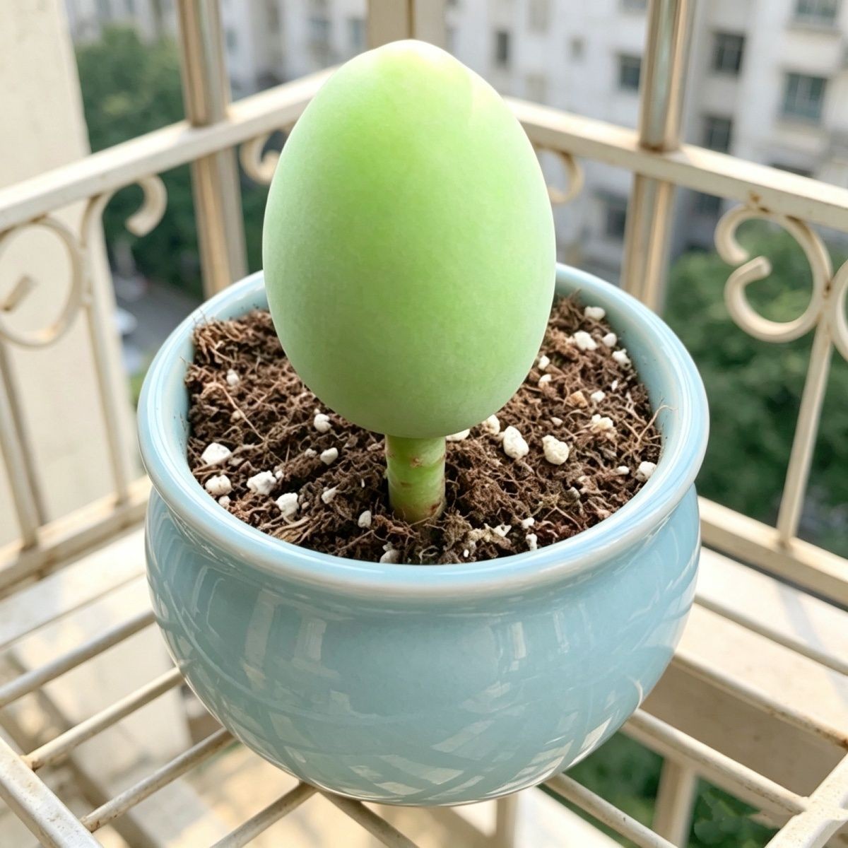 绿鸡蛋玫瑰多肉植物可爱阳台懒人超萌室内多肉办公室盆栽植物石花