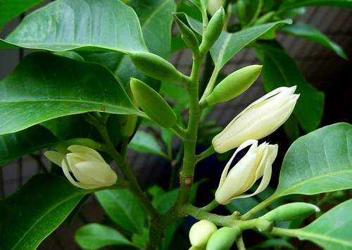 嫁接盆栽四季开花白玉兰花