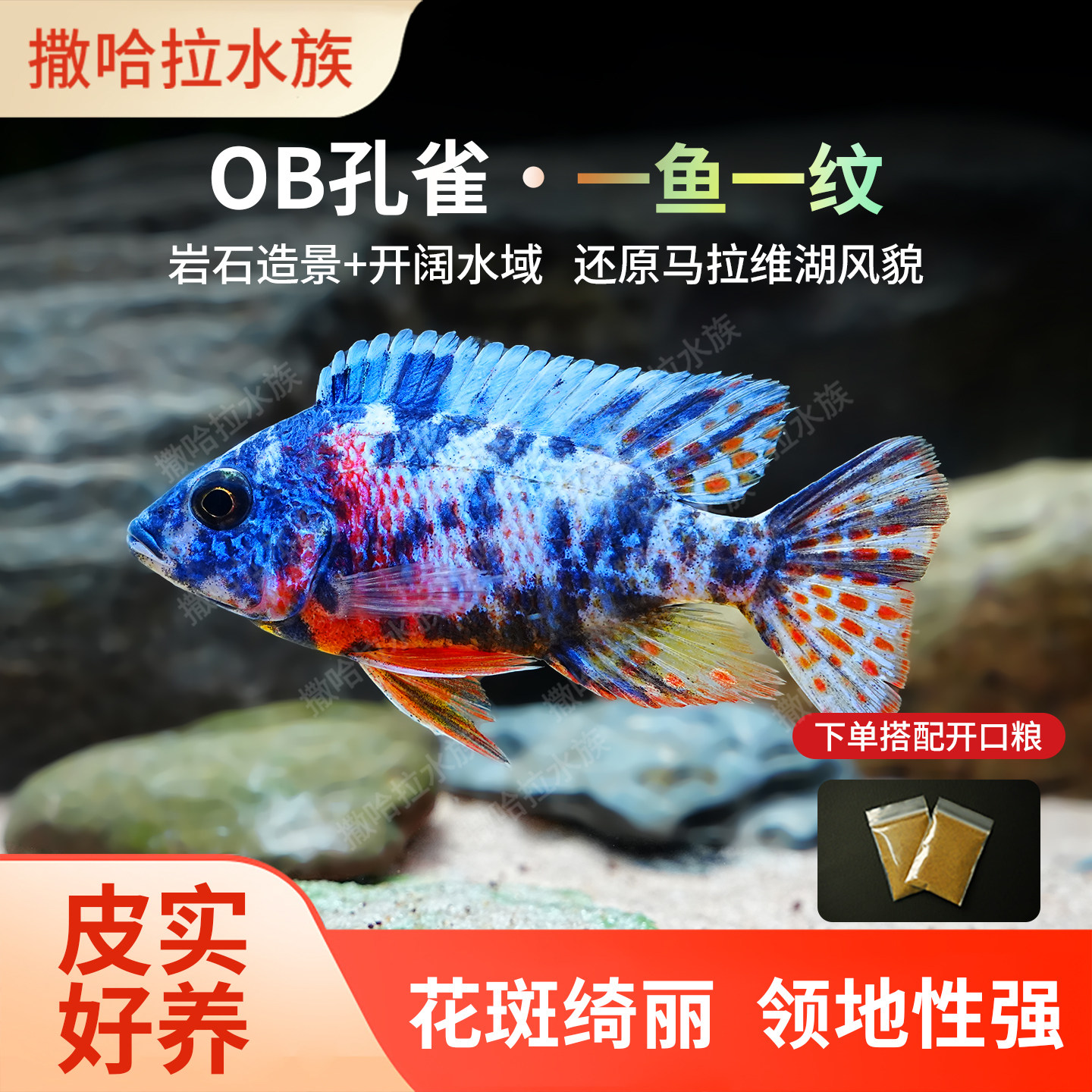 三湖慈鲷大号马鲷OB孔雀热带鱼淡水鱼慈鲷岩石缸皮实好养活体鱼
