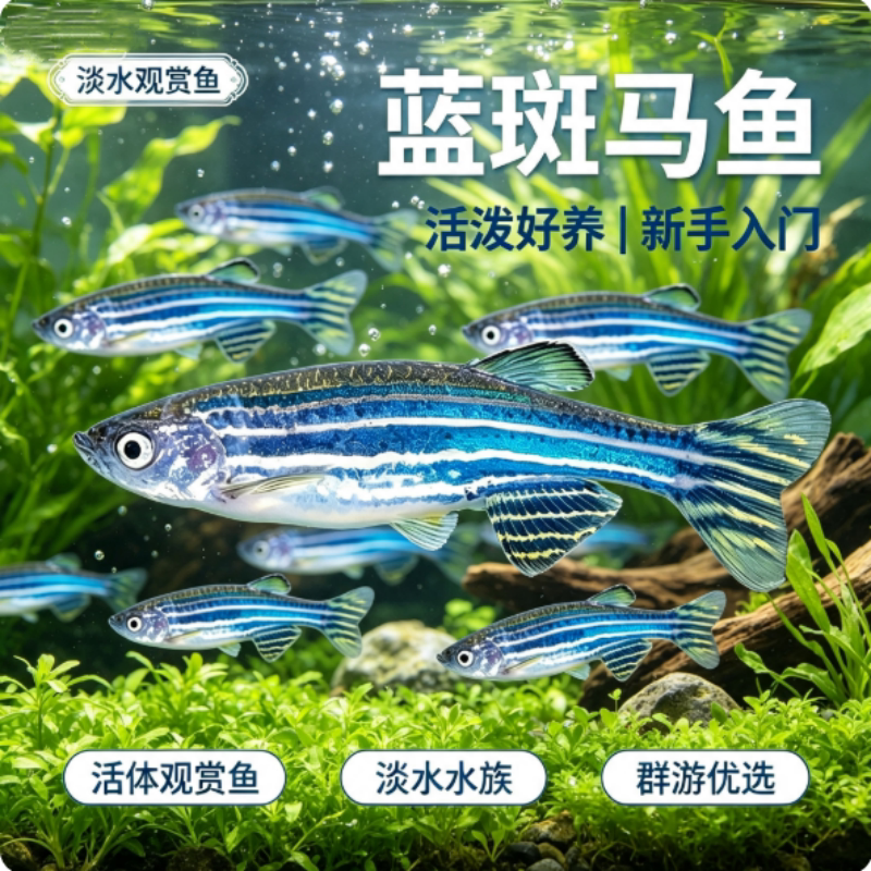 斑马鱼原生斑马鱼活体耐低温热带小型鱼观赏鱼科学实验鱼包邮好养