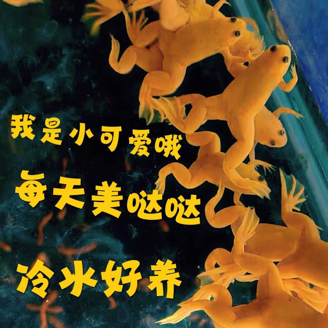 宠物活体好养黄金角蛙无毒两栖