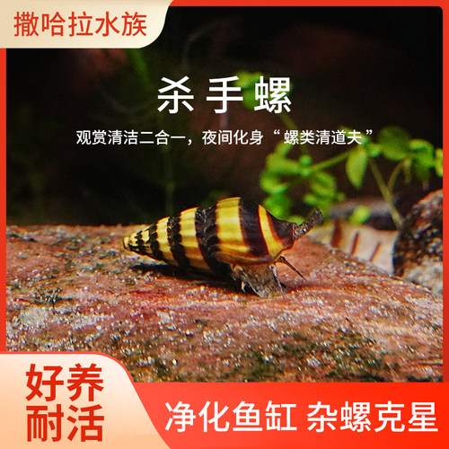 杀手螺大黄蜂螺观赏螺水族