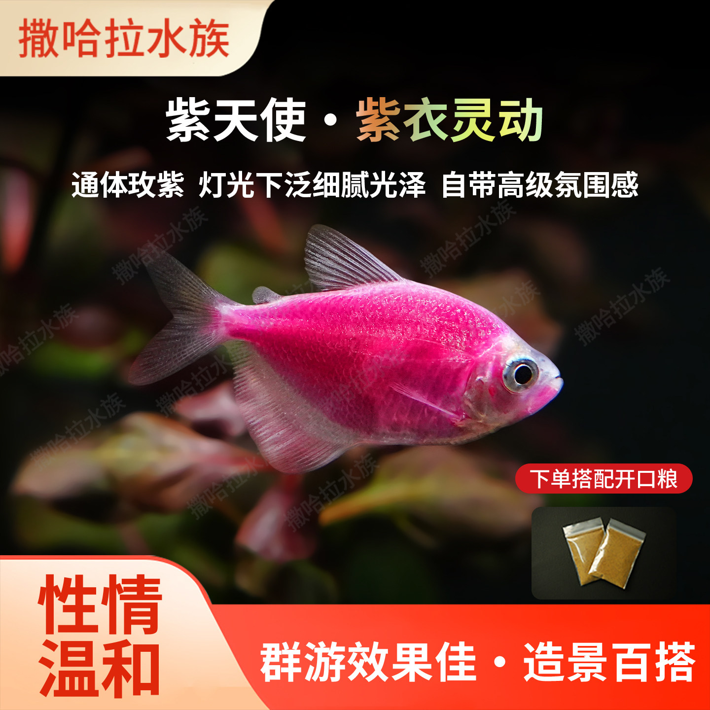紫天使鱼观赏鱼大号淡水热带鱼