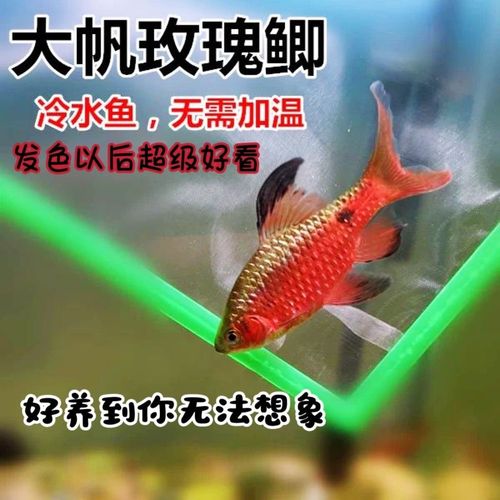大帆玫瑰鲫冷水淡水鱼红玫瑰观赏
