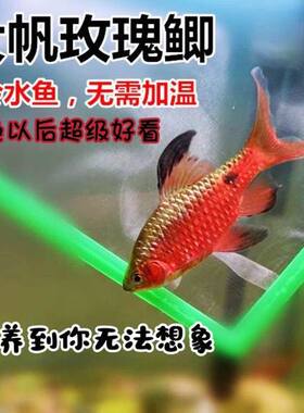 大帆玫瑰鲫冷水淡水鱼红玫瑰观赏