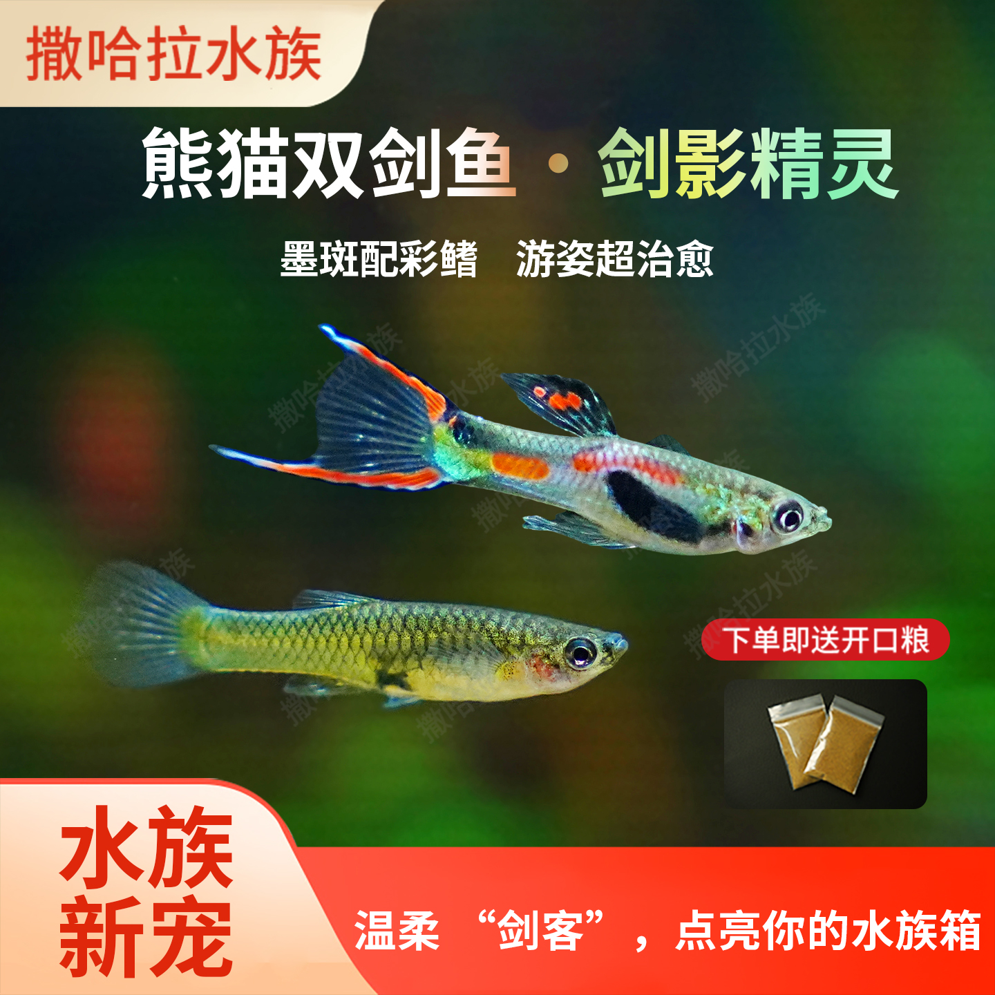 双剑孔雀鱼双剑鱼热带观赏鱼