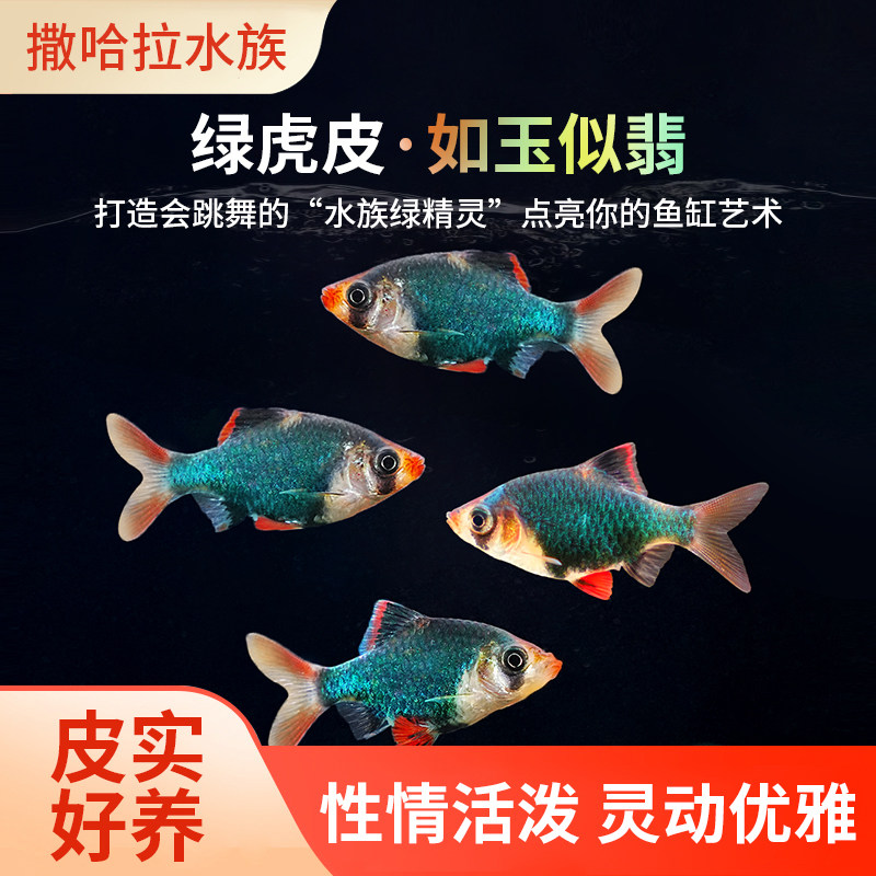 虎皮鱼四间鱼热带鱼观赏鱼黄金虎皮绿虎皮蓝虎皮翡翠虎皮鱼活体