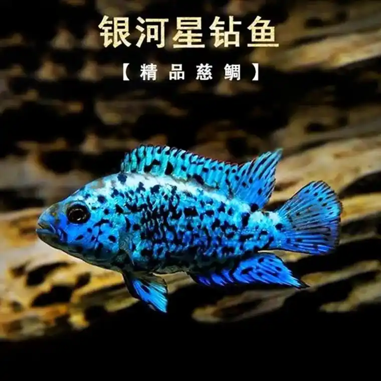中性新手热带淡水鱼随机三湖慈鲷