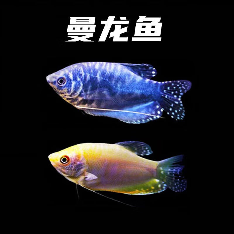 蓝曼龙黄曼龙鱼活体鱼好养耐活