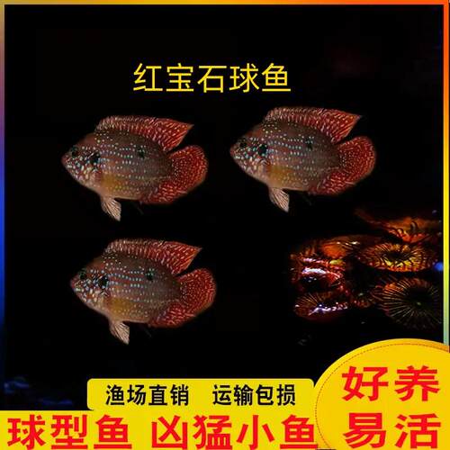 红宝石球血钻三湖慈鲷鱼活体