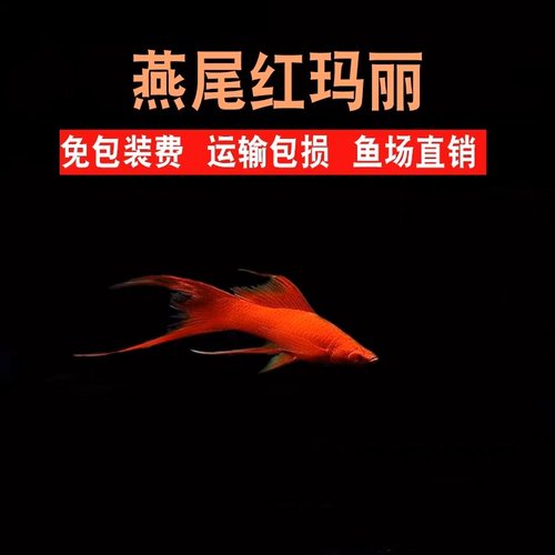 燕尾红玛丽鱼热带淡水鱼燕尾