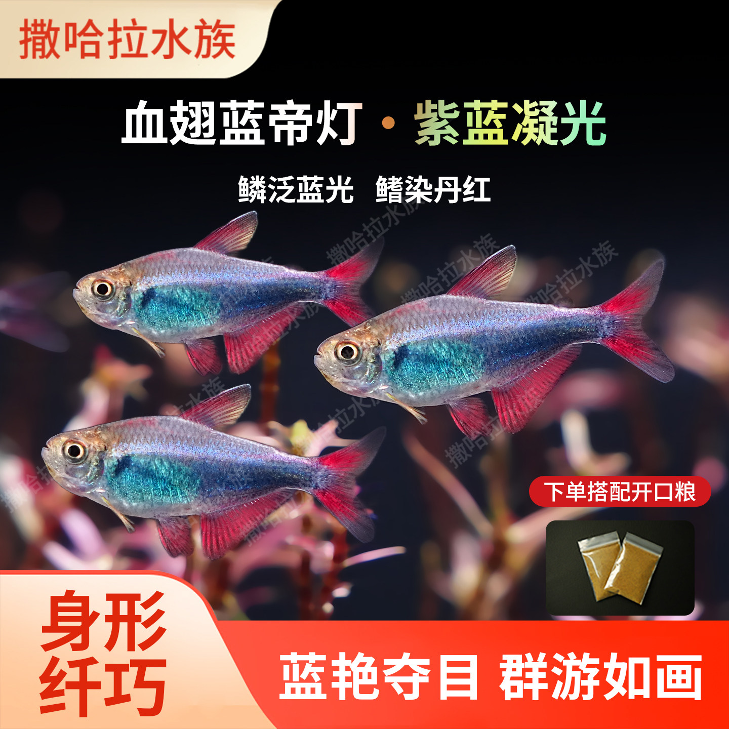血翅蓝帝灯帝王灯黑帝王灯黑灯鱼蓝国王灯彩虹帝王灯淡水鱼灯科鱼