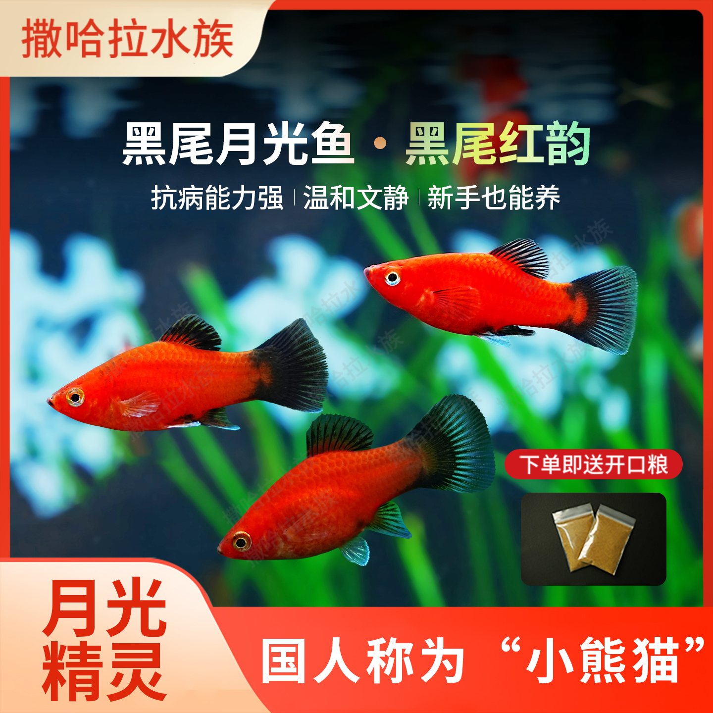 黑尾月光鱼米奇玛丽观赏鱼好养耐活新手好养胎生鱼会生小鱼可繁殖