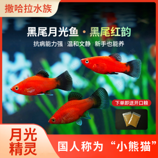 黑尾月光鱼米奇玛丽观赏鱼好养耐活新手好养胎生鱼会生小鱼可繁殖