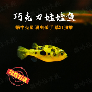 巧克力娃娃鱼迷你潜水艇蜗虫克星草缸吃螺除螺高手观赏鱼热带鱼