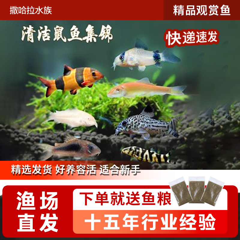 鼠鱼活体咖啡金线熊猫珍珠