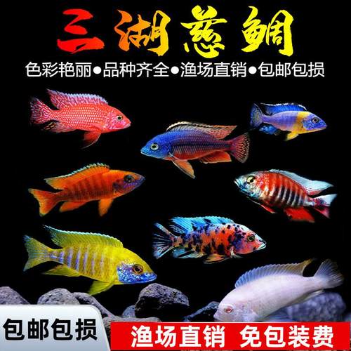 三湖慈鲷鱼黑线王子活体