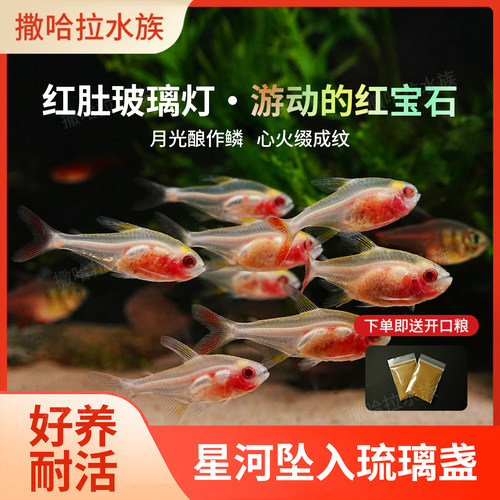 透明玻璃鱼群游鱼灯鱼粉红鱼