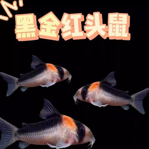 黑金红头鼠鱼底栖鱼清理残渣鱼
