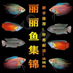 五彩丽丽泰国血丽丽黄曼龙蓝曼龙热带淡水鱼新手好养耐活不打氧