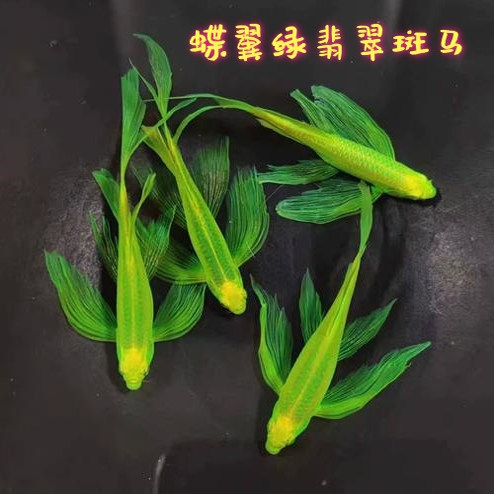 蝶翼斑马鱼长尾淡水热带鱼
