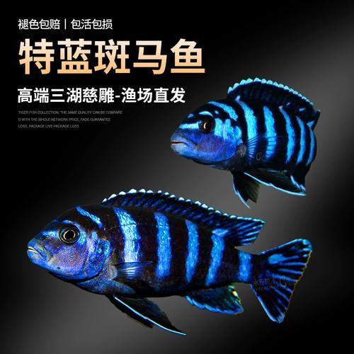 特蓝斑马三湖慈鲷热带观赏鱼水族活体鱼缸岩栖类坦鲷鱼易养艳丽鱼