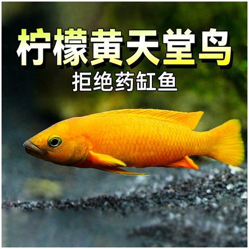 三湖慈鲷随机弱碱性热带淡水鱼