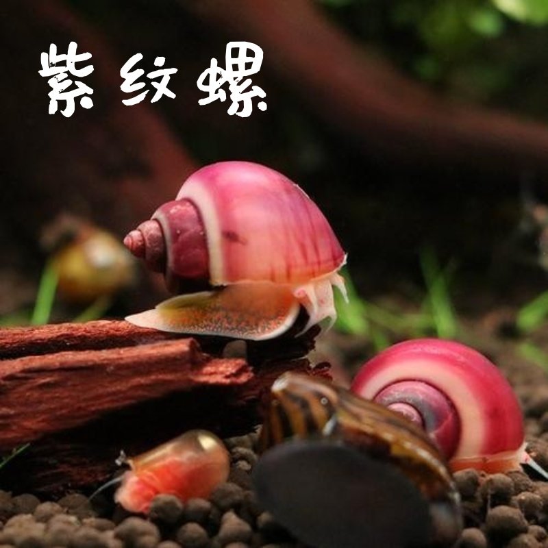 紫螺观赏螺苹果螺洋葱清洁除藻