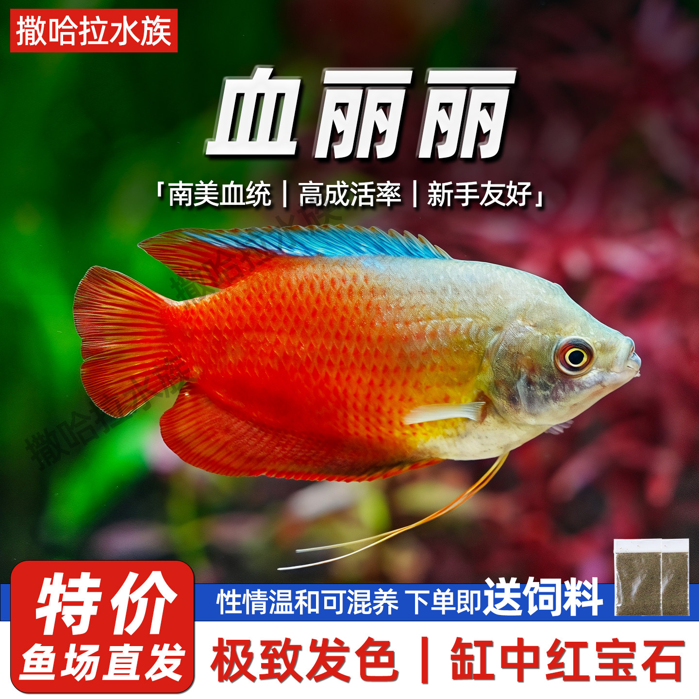 活体草缸鱼淡水鱼新手练手鱼