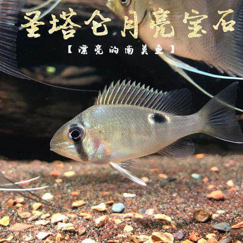 圣塔伦月亮宝石南美慈鲷温顺易养热带鱼黄腹金波子鱼长翅观赏鱼