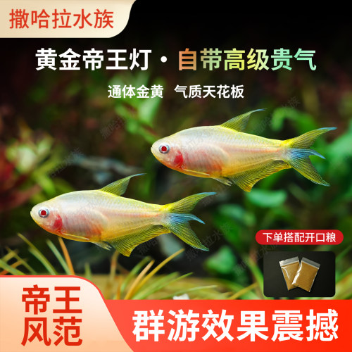 黄金帝王灯鱼南美热带观赏鱼