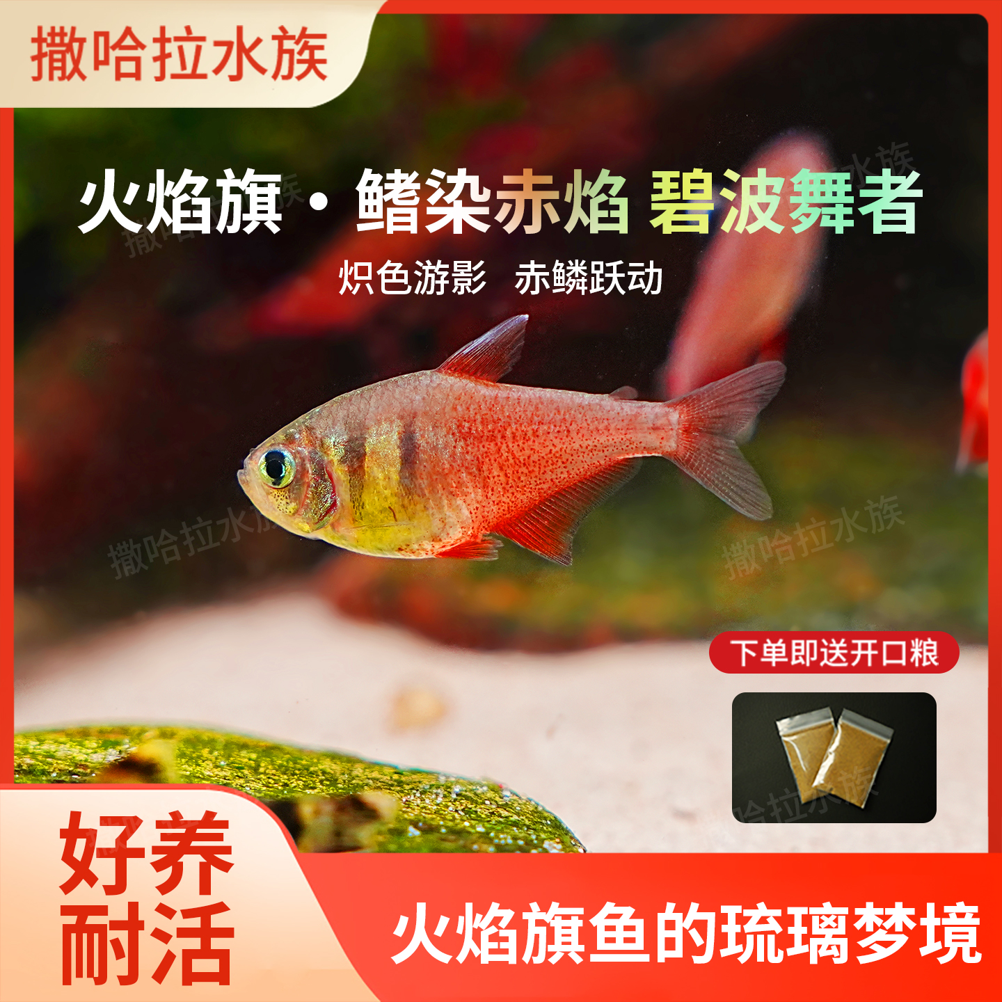 火焰鳍鱼草缸群游小型新手入门鱼