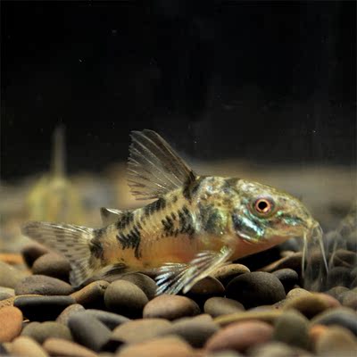 花椒老鼠鱼除藻低栖工具清洁