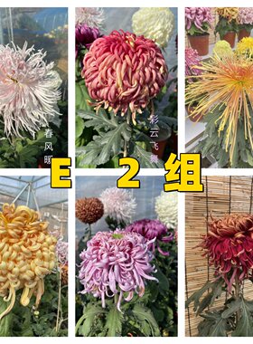 E2组    56种大菊品种南村菊园 大花大菊苗 菊花苗 对版 菊花小苗