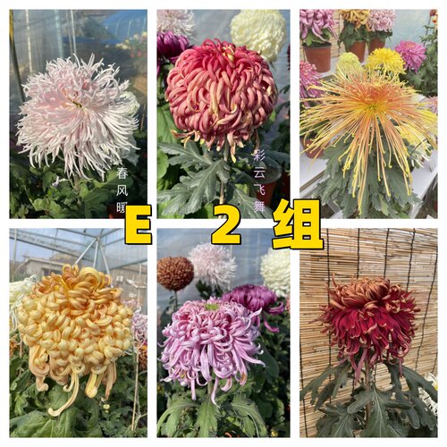 E2组    56种大菊品种南村菊园 大花大菊苗 菊花苗 对版 菊花小苗