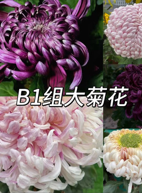 B1组  56种大菊品种南村菊园 大花大菊苗 菊花苗 对版 菊花小苗