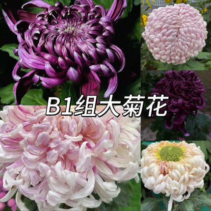 B1组  56种大菊品种南村菊园 大花大菊苗 菊花苗 对版 菊花小苗