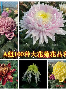 大菊花苗秋季大菊品种