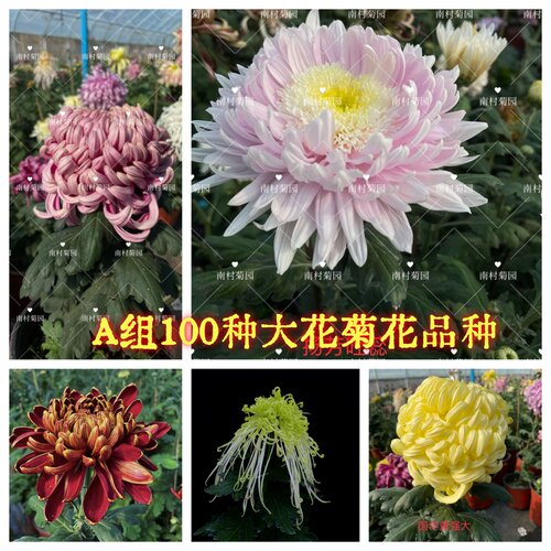 大菊花苗秋季大菊品种