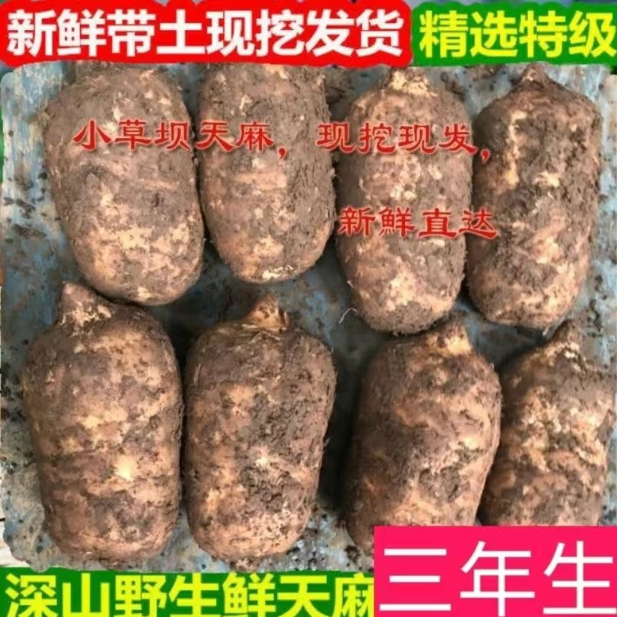 新鲜天麻优质小草坝仿野生天麻正宗云南昭通500g煲汤食用现挖直发