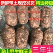 新鲜天麻优质小草坝仿野生天麻正宗云南昭通500g煲汤食用现挖直发