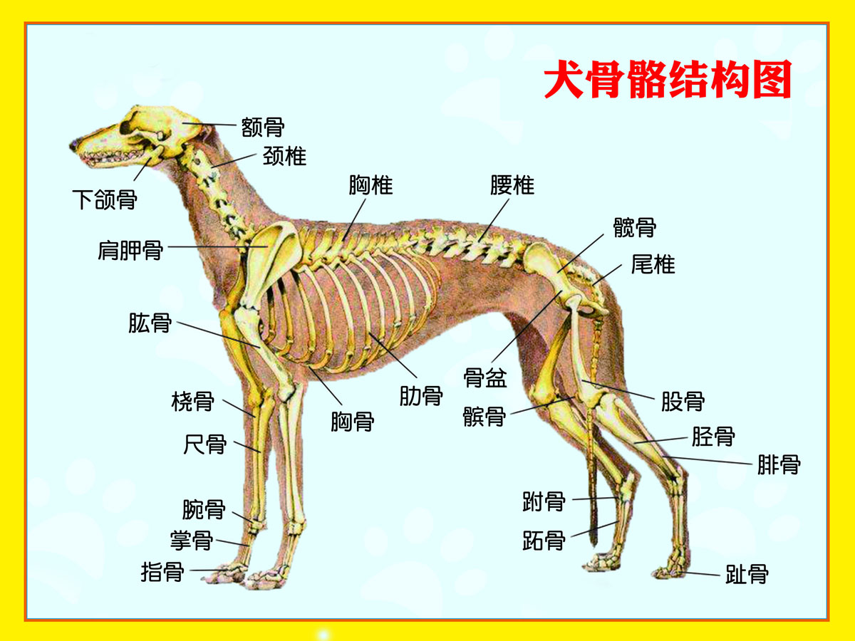 狗的后腿骨骼示意图图片