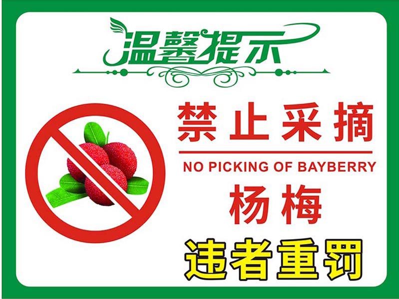 m769禁止采摘杨梅违者重罚温馨提警示贴纸1501kt展板喷绘海报印制