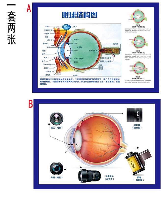 M769眼部结构图眼科眼镜店常识科普挂图266KT展板喷绘海报印制