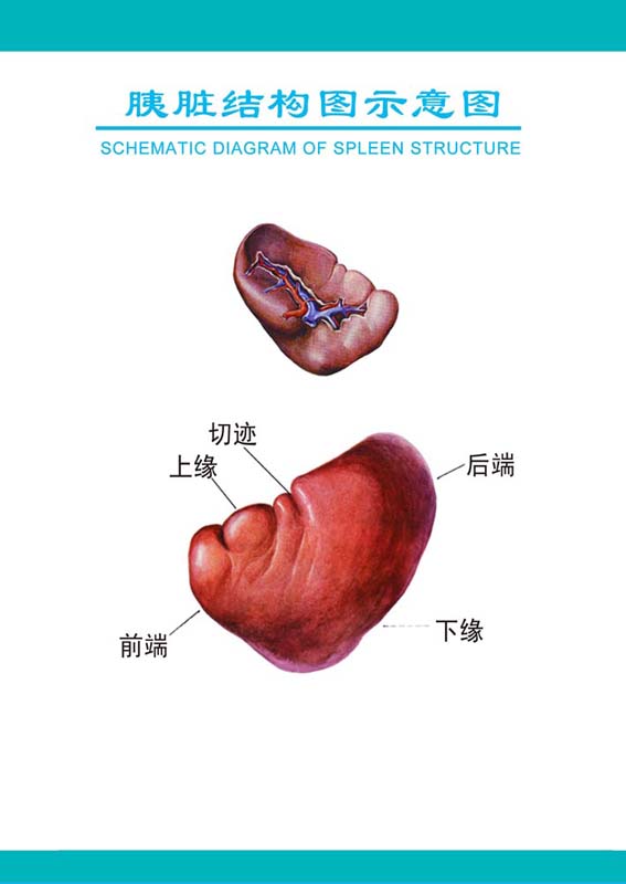 m769医院挂图人体五大器官脾脏结构图示意图1650海报定制印制展板