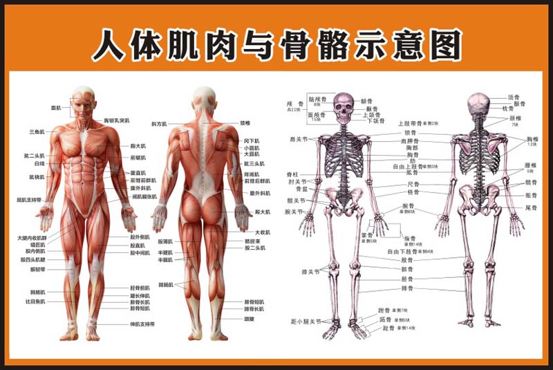 m771人体肌肉与骨骼示意图片墙上挂画海报定制印制kt展板贴纸46