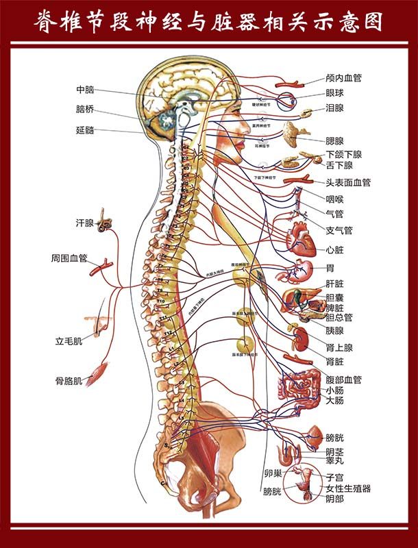 m771脊椎节段神经与脏器相关示意图上墙贴纸挂图写真海报印制449
