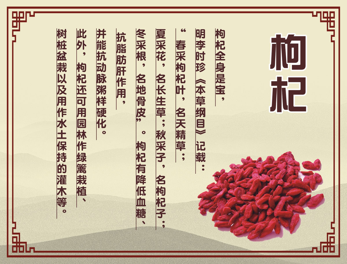 m769医院药店药房枸杞中药作用介绍983海报印制展板喷绘14-3